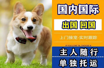 百色市宠物托运公司百色市宠物托运公司百色市宠物托运公司