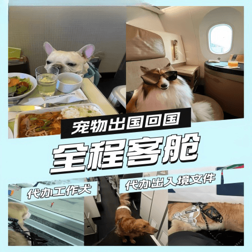 百色市宠物托运到白俄罗斯宠物入境规定和要求